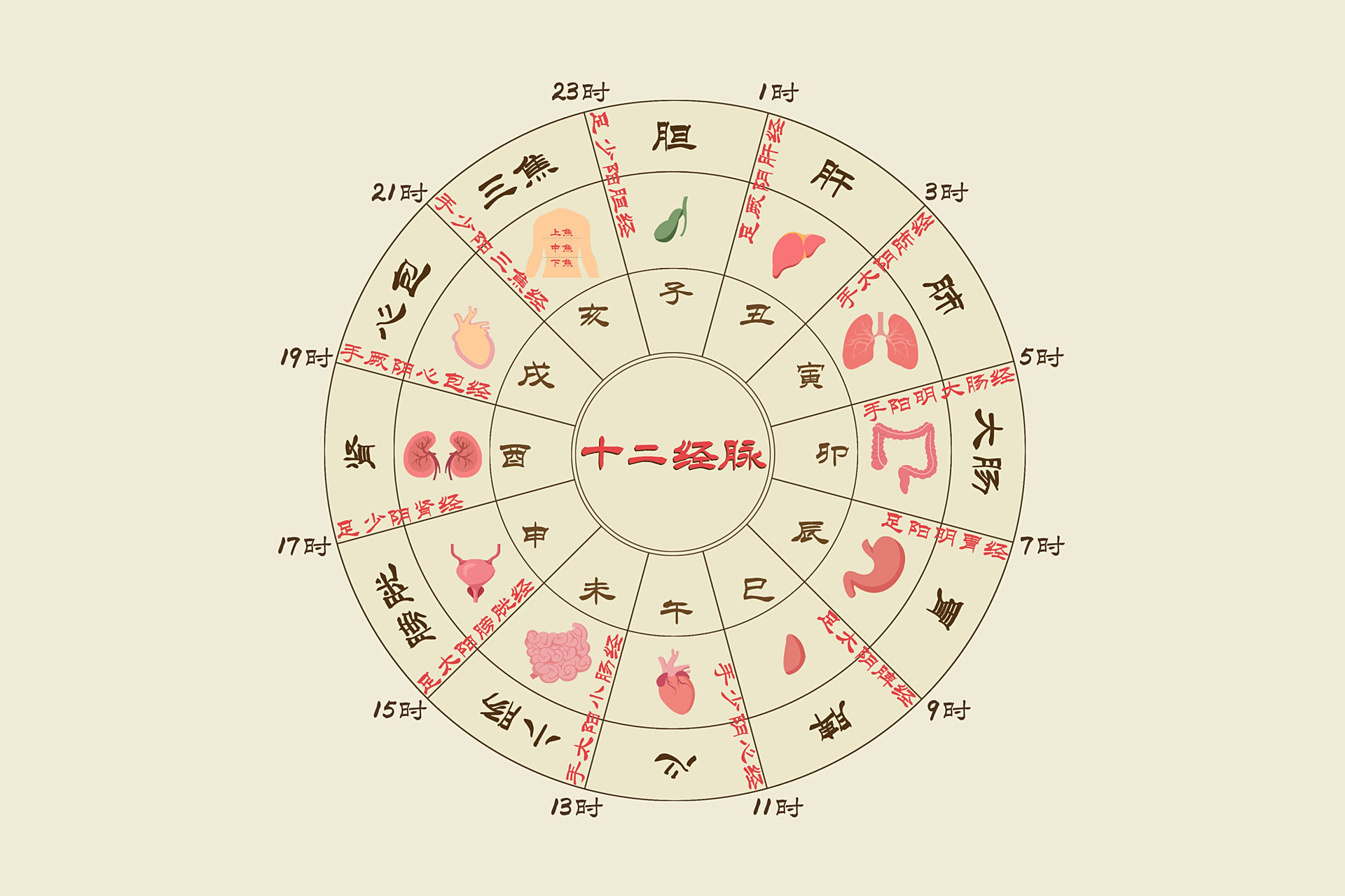 五脏六腑与十二时辰,不同时间应该如何养生?