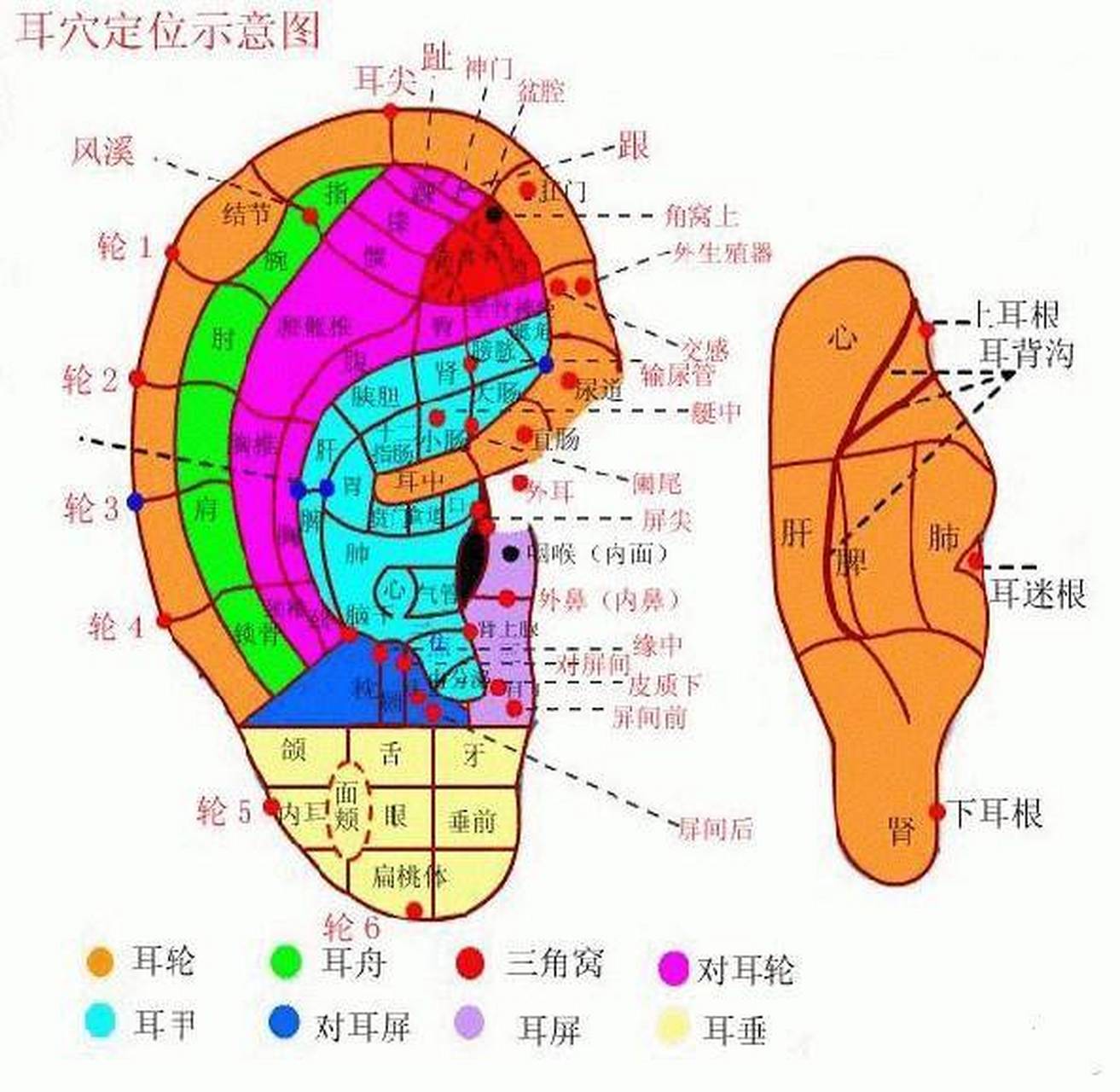 耳朵经络图位置清晰图图片