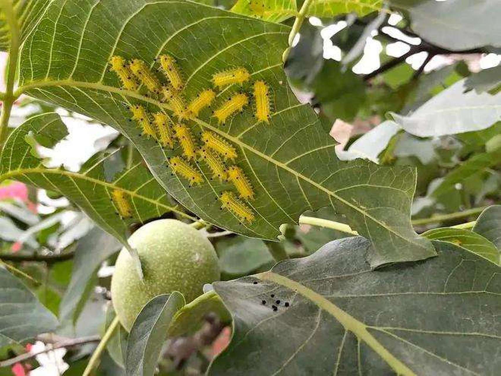 毛辣子,印象深刻,满满都是小时候的回忆.