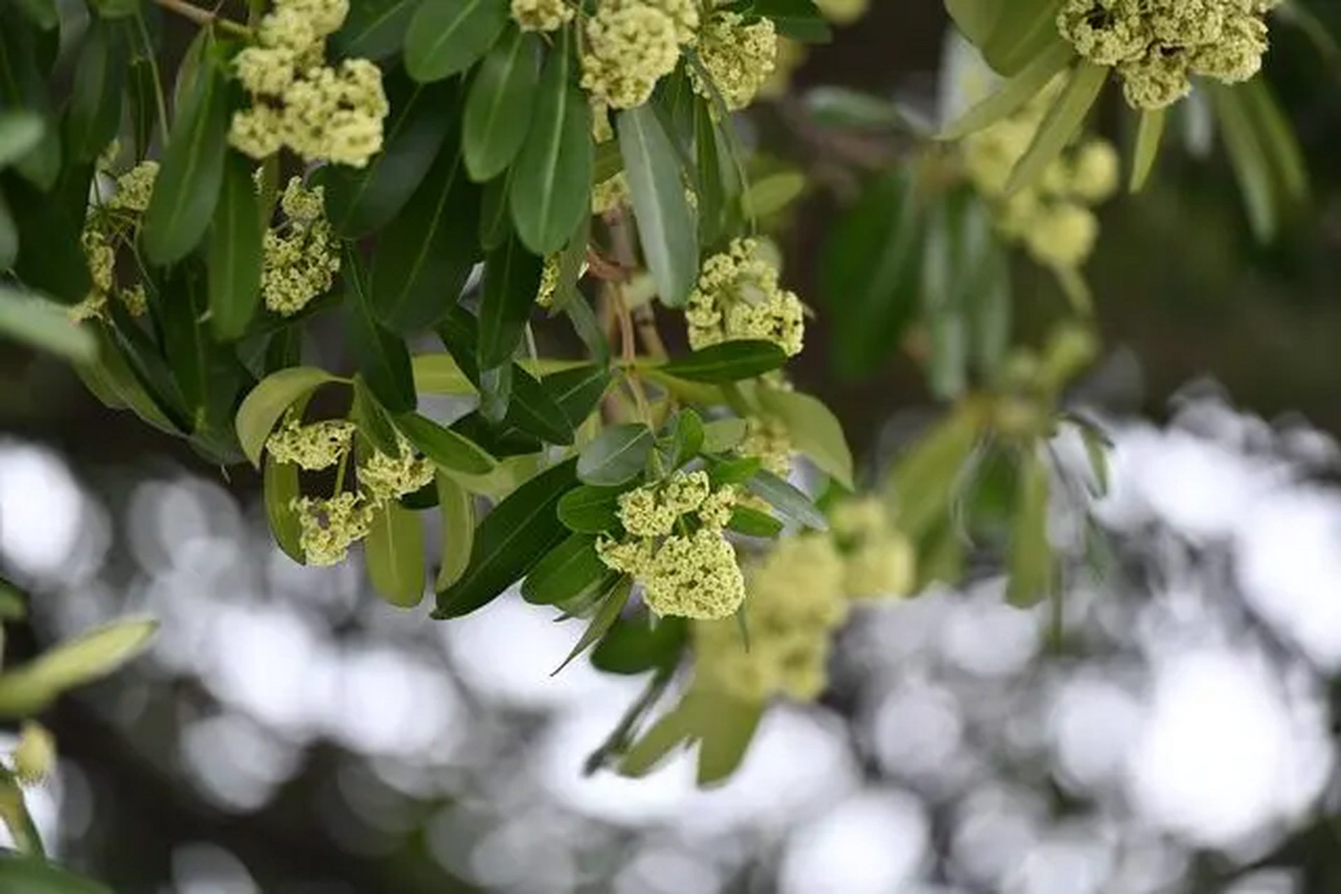 这些臭树实际上就是糖胶树,花期为每年的6-11月.