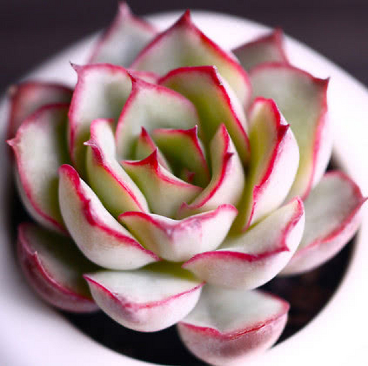 多肉初认识——月光女神 月光女神是景天科 拟石莲花属 是花月夜和