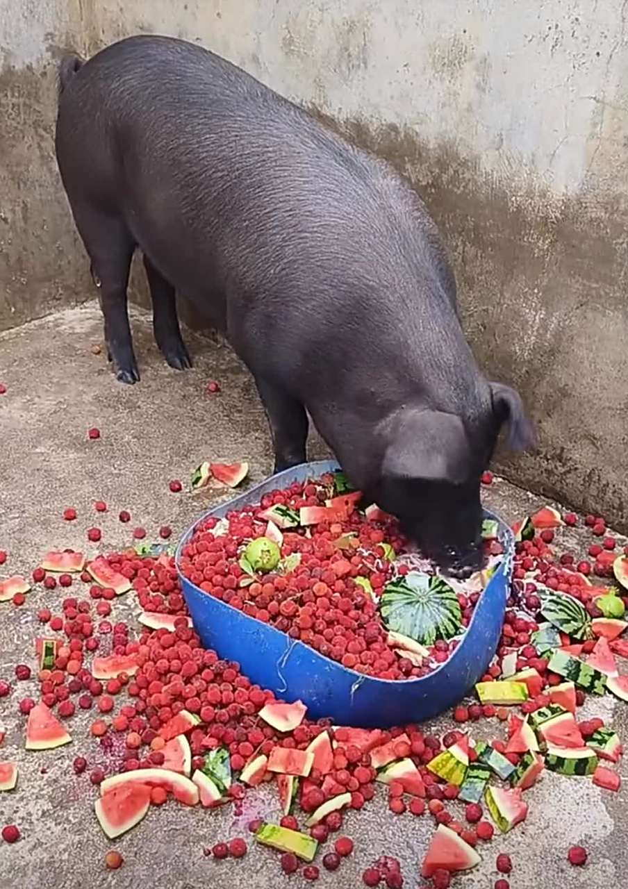 吃水果的猪,长成这样肉也会有水果味吗?[偷笑]