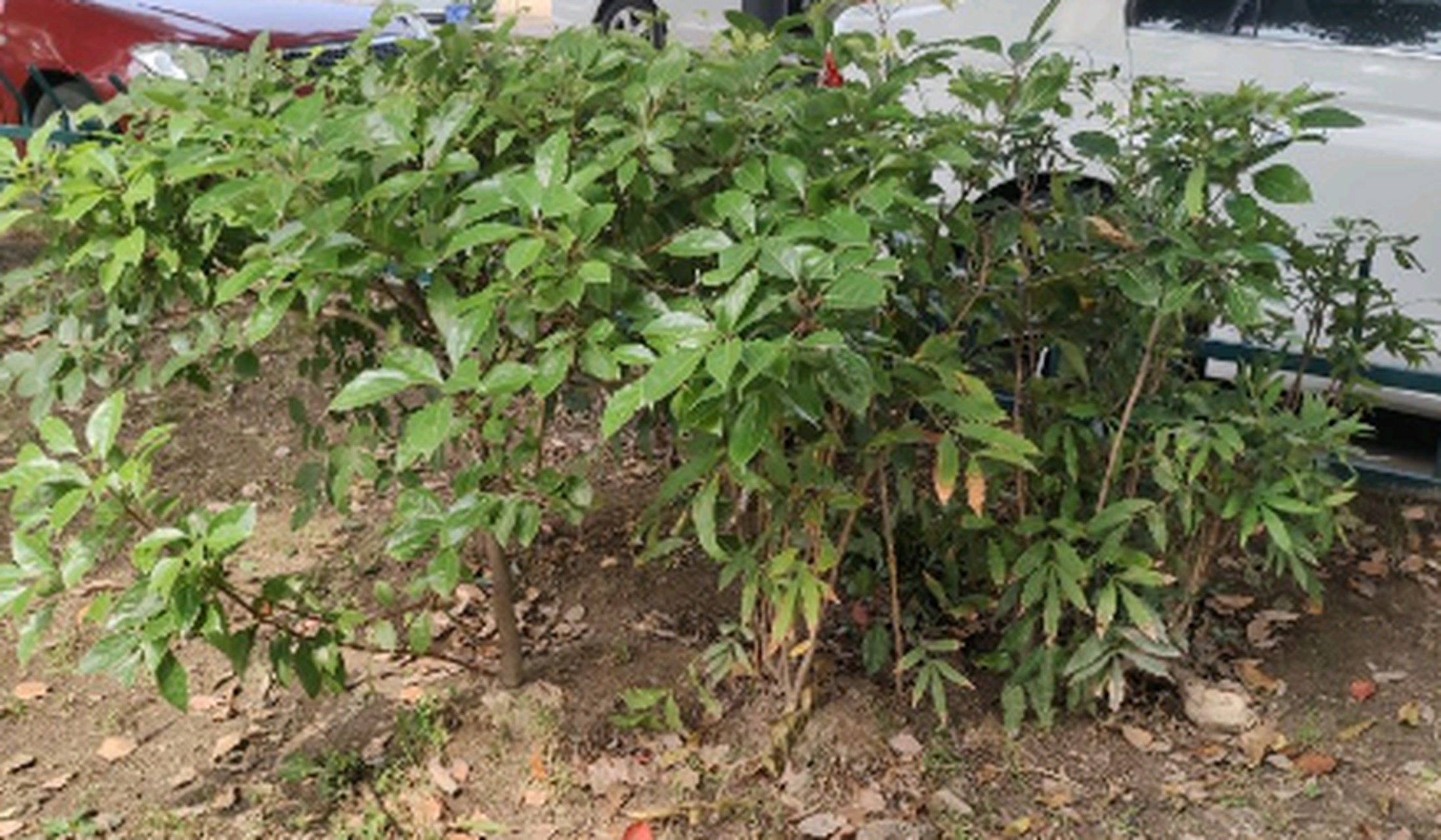 这是啥树啊,我家狗子逮住就是一顿啃,叶子都给咬掉了,是不是缺什么