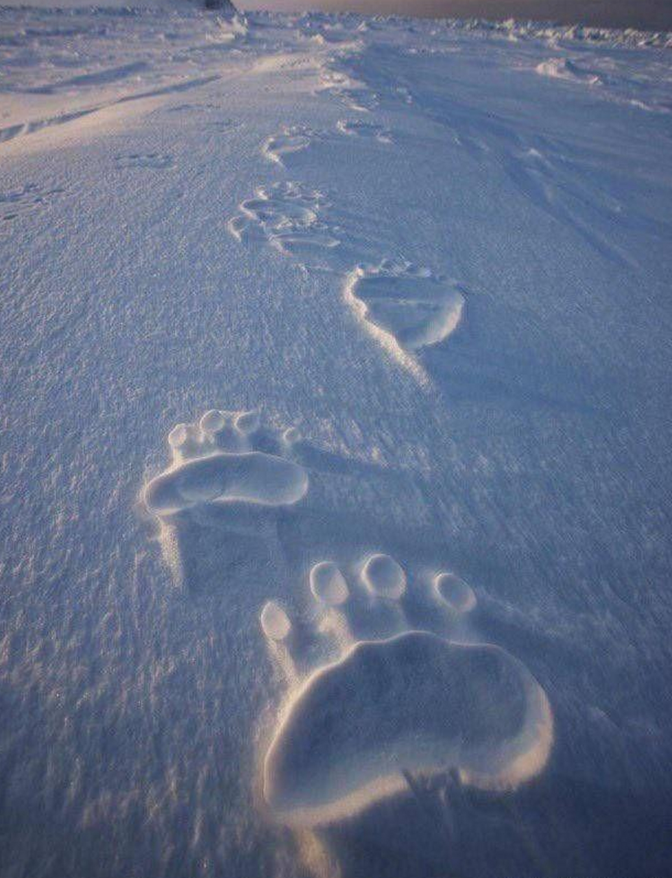 雪地里北极熊的脚印.