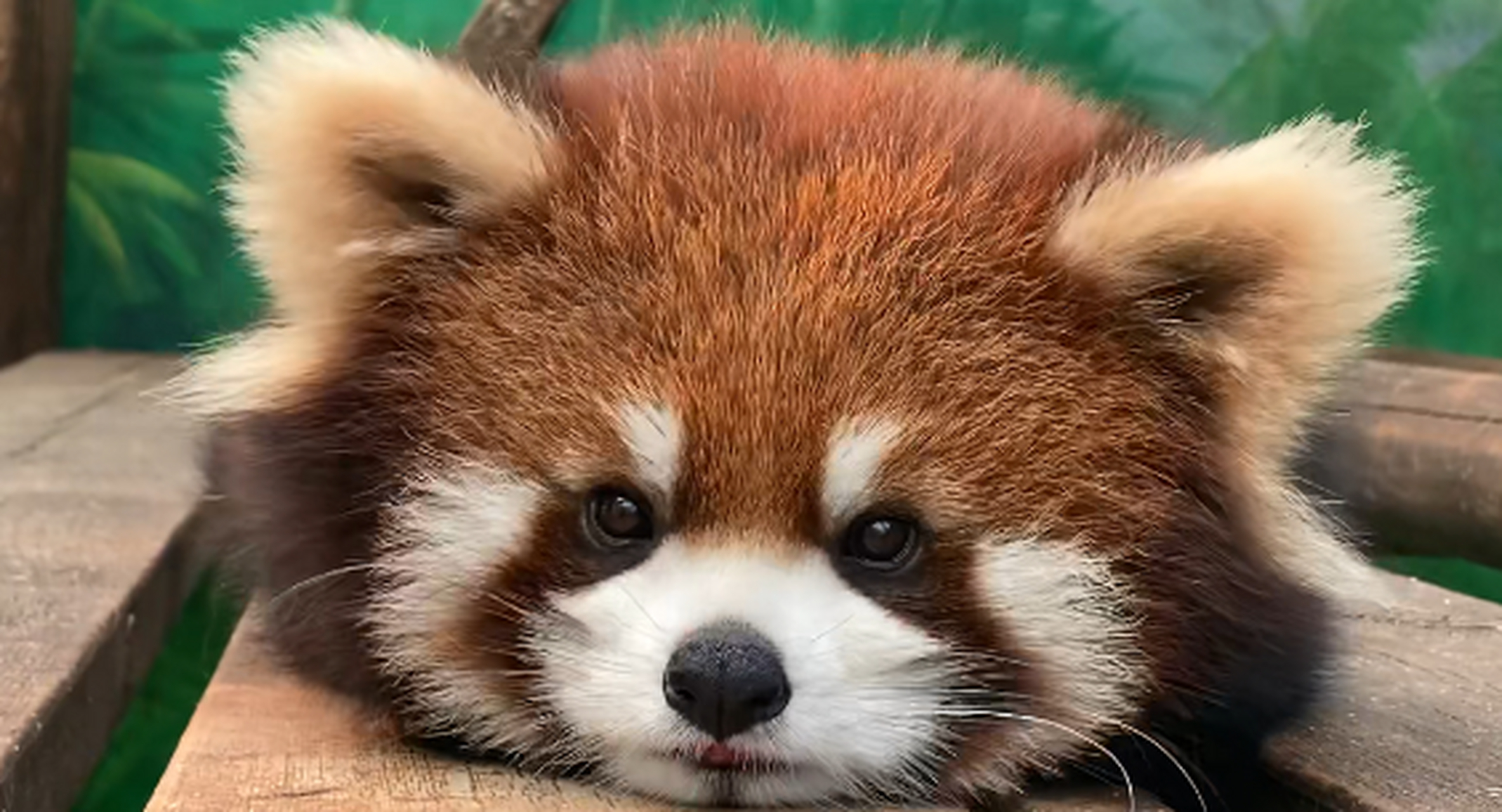 近距离看小熊猫宝宝,把我的心都给萌化了!