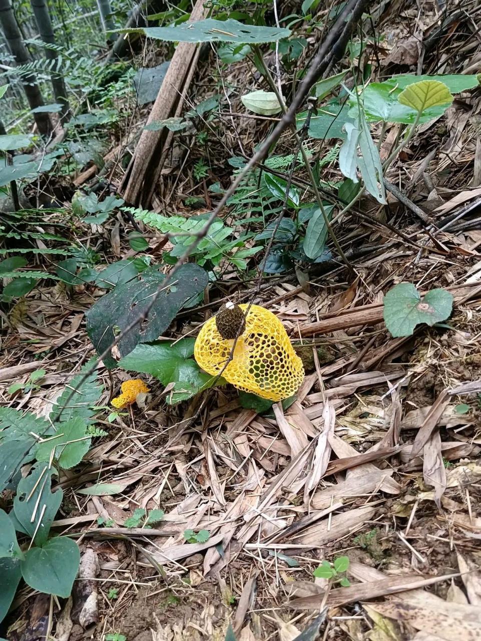 在线求答!这能吃吗?[可怜]