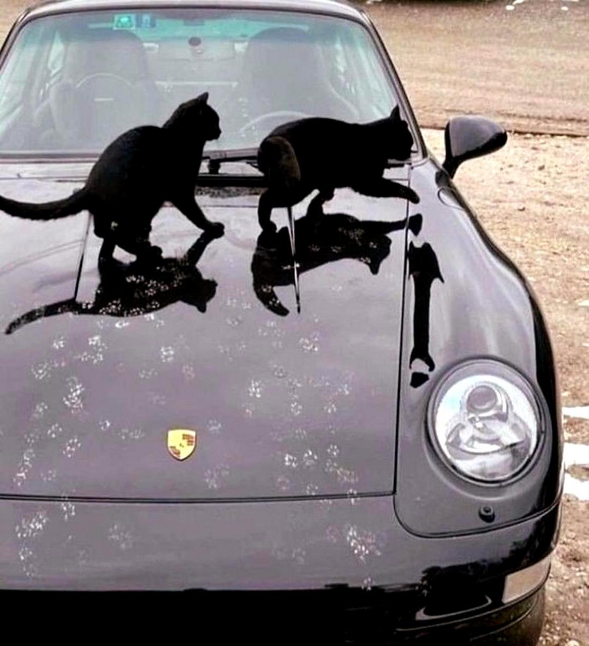 看到一堆梅花印记,车主陷入了思考.