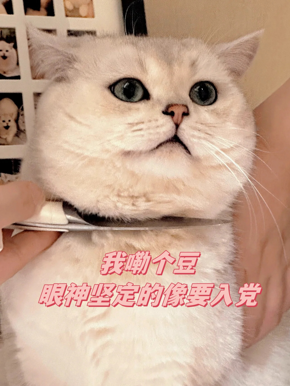 我嘞个豆,眼神坚定的像要入党