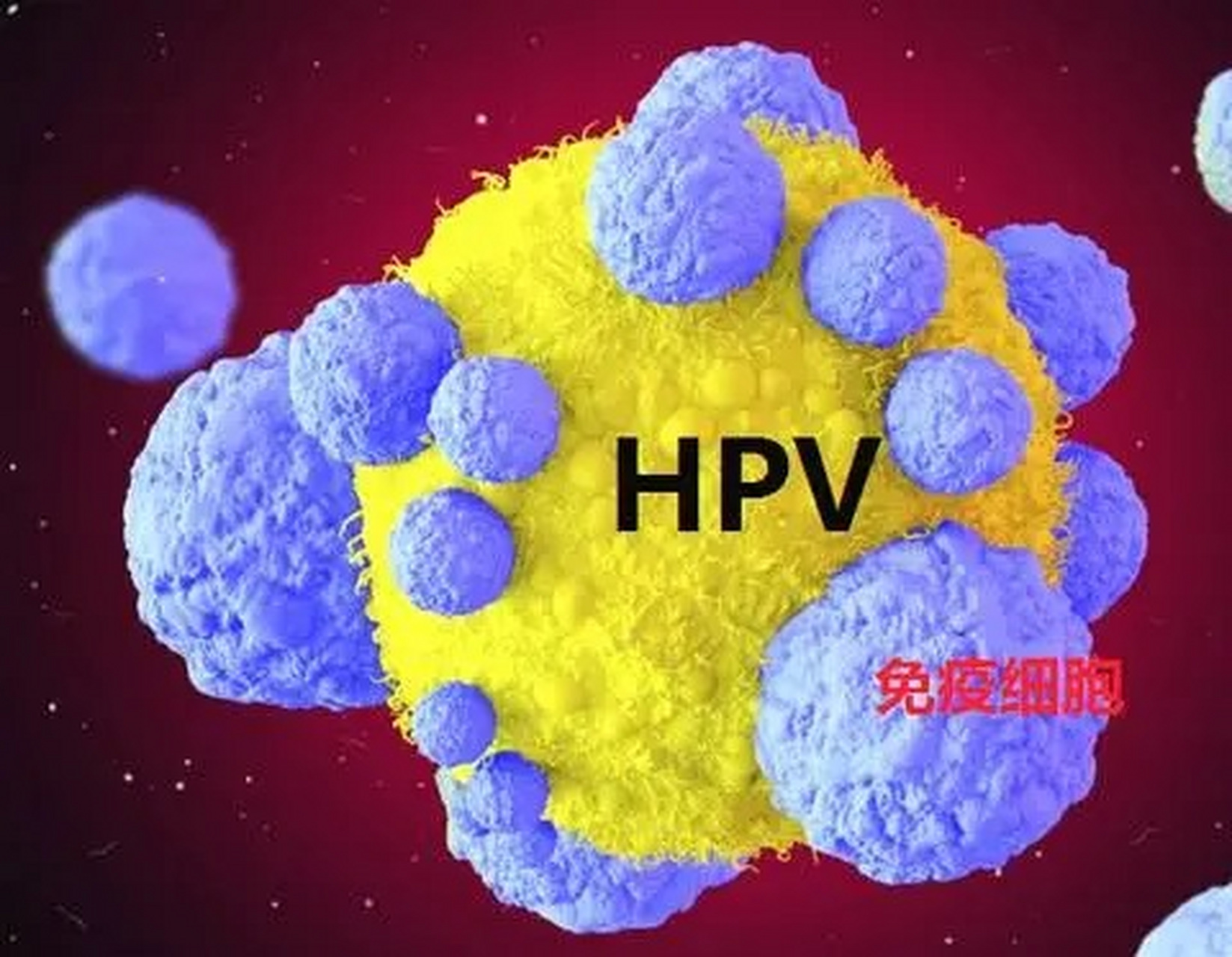 hpv是指人乳头瘤病毒,具有传染性,该病毒有多种类型,其中hpv81型是