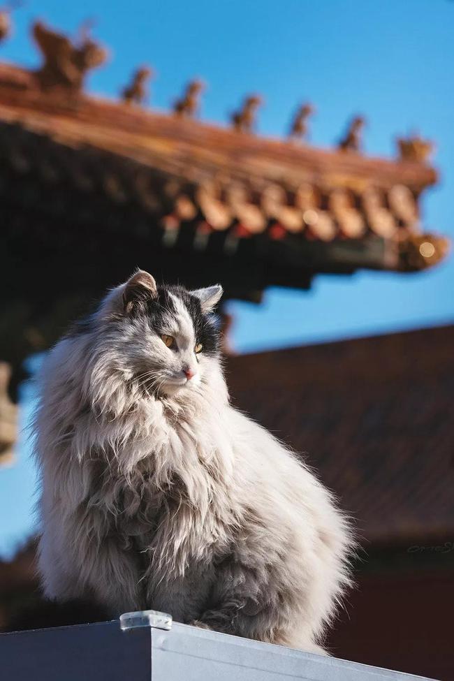 故宫网红猫 ——鳌拜 长相.@如果你有毛孩子的动态