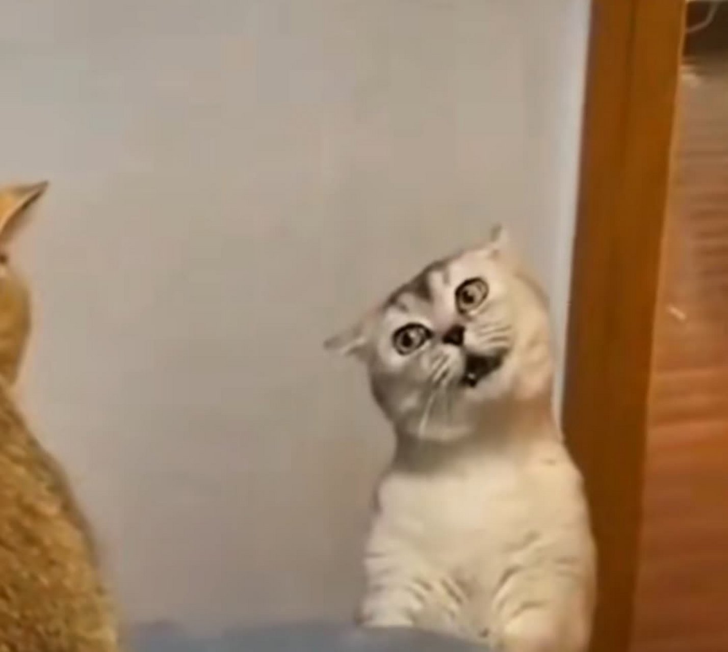 这货绝对是,猫届的"顶级绿茶",这表情看着就想揍!