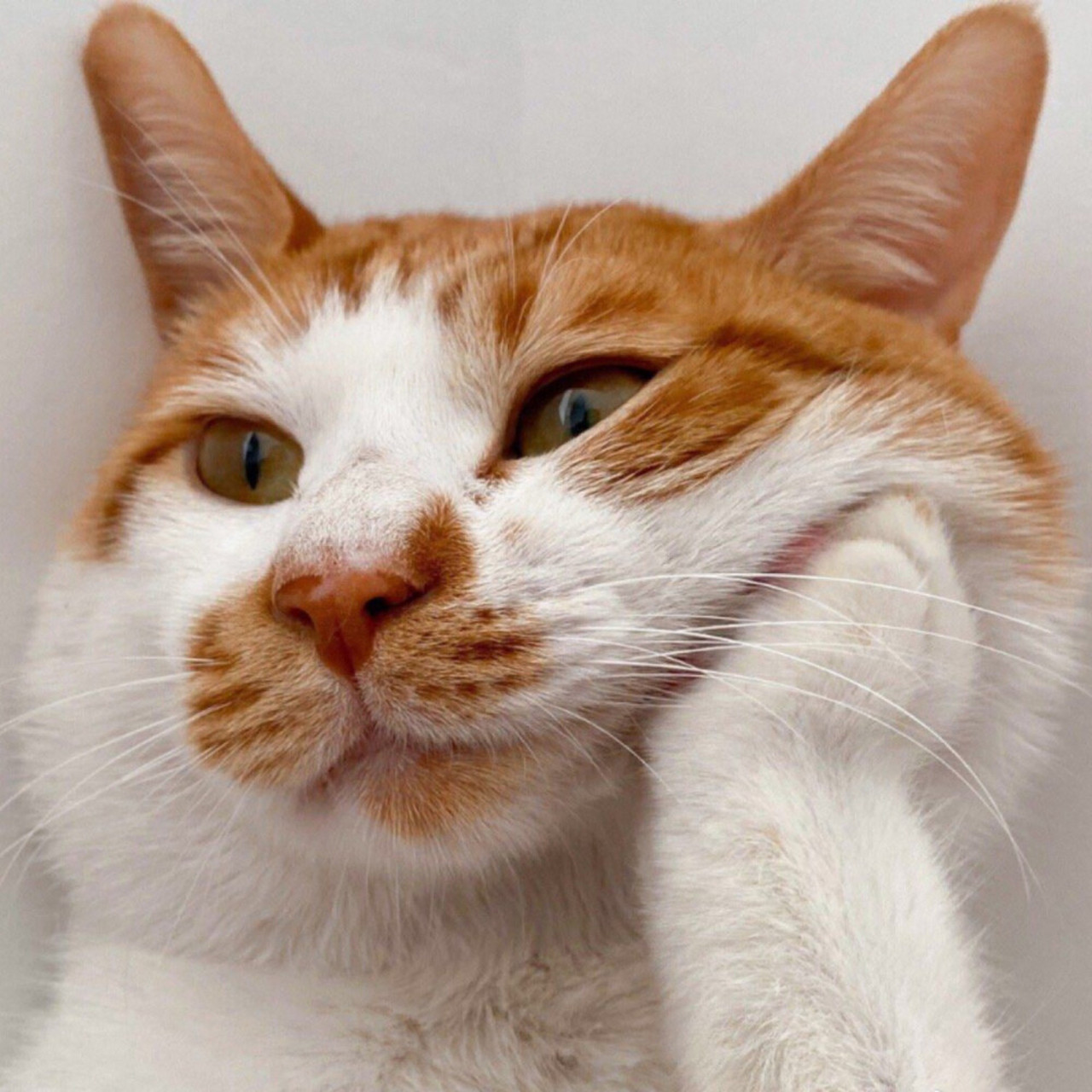 你们猜猫猫在发呆的时候,都会想些什么?