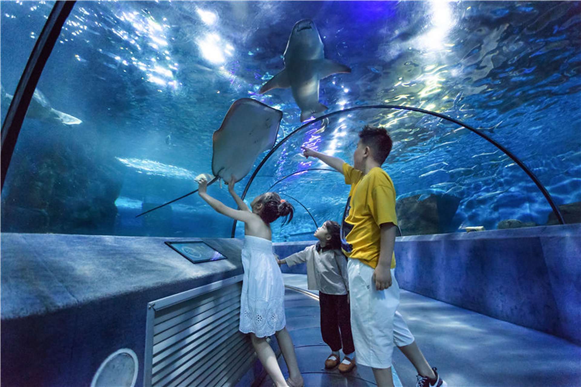 坐落在中山陵四方城路的南京海底世界,是钟山脚下独有的一片蓝色梦幻