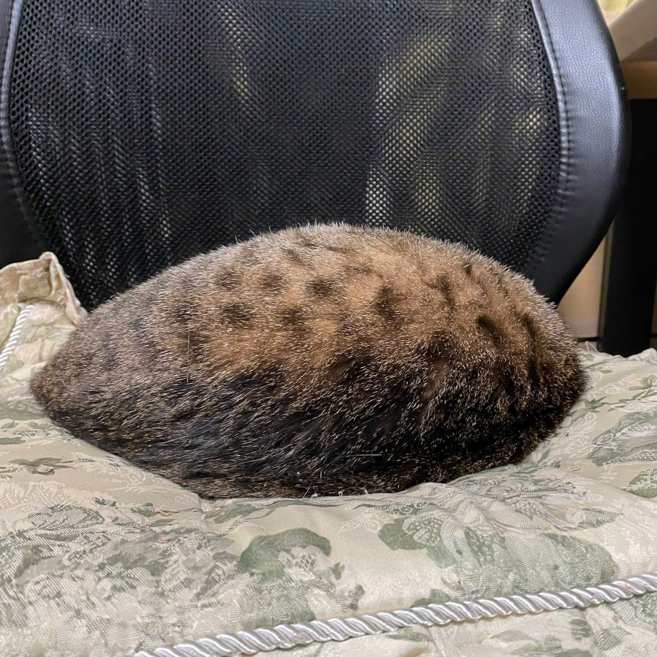 什么东西藏头露尾的?