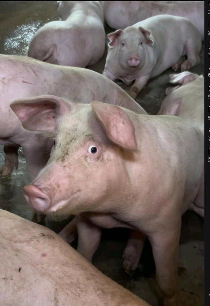 清澈智慧的眼神