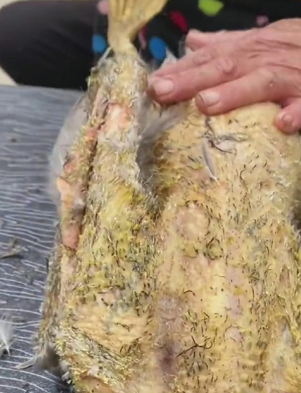 妈妈说,下次做毽子的时候,不能光在一个鸡上拔毛