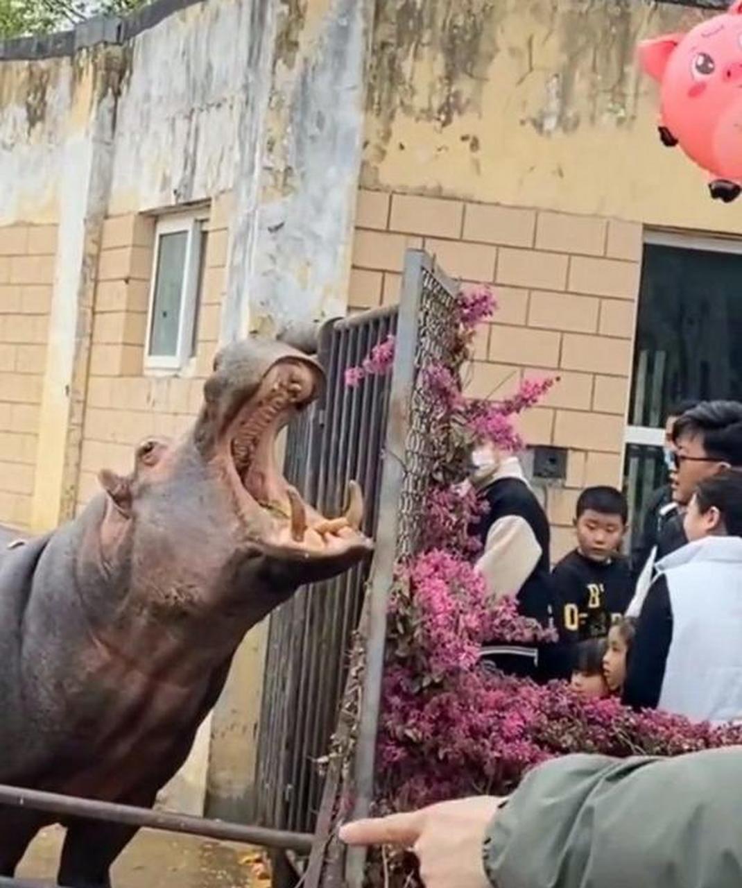 看得出来,这匹河马真的是很想吃东西,这个大嘴巴都张了半天了.