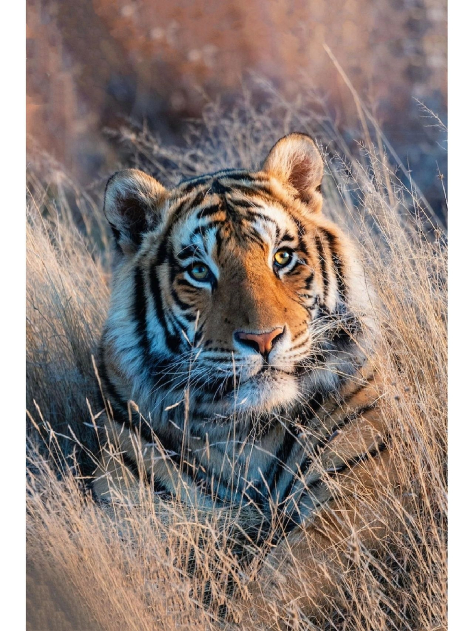 南非老虎谷 一只混血嫩虎的美图