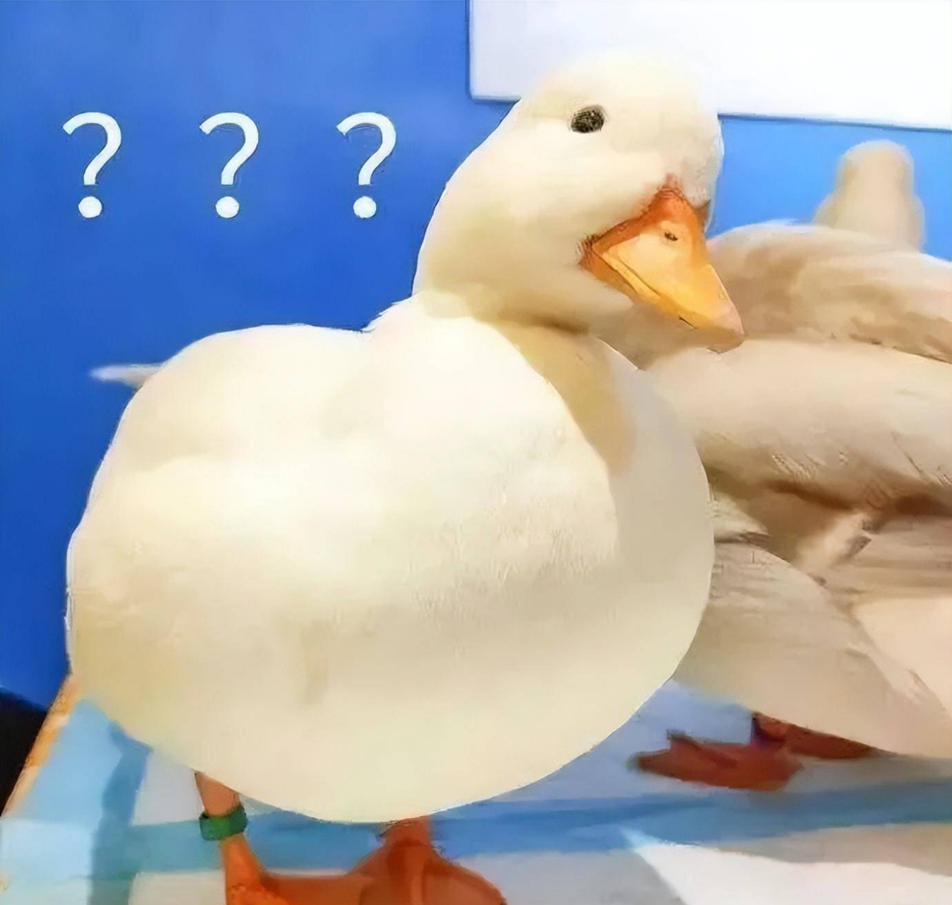 "照相的默默地来了句:"你们俩要一块照,前面那对是离婚的