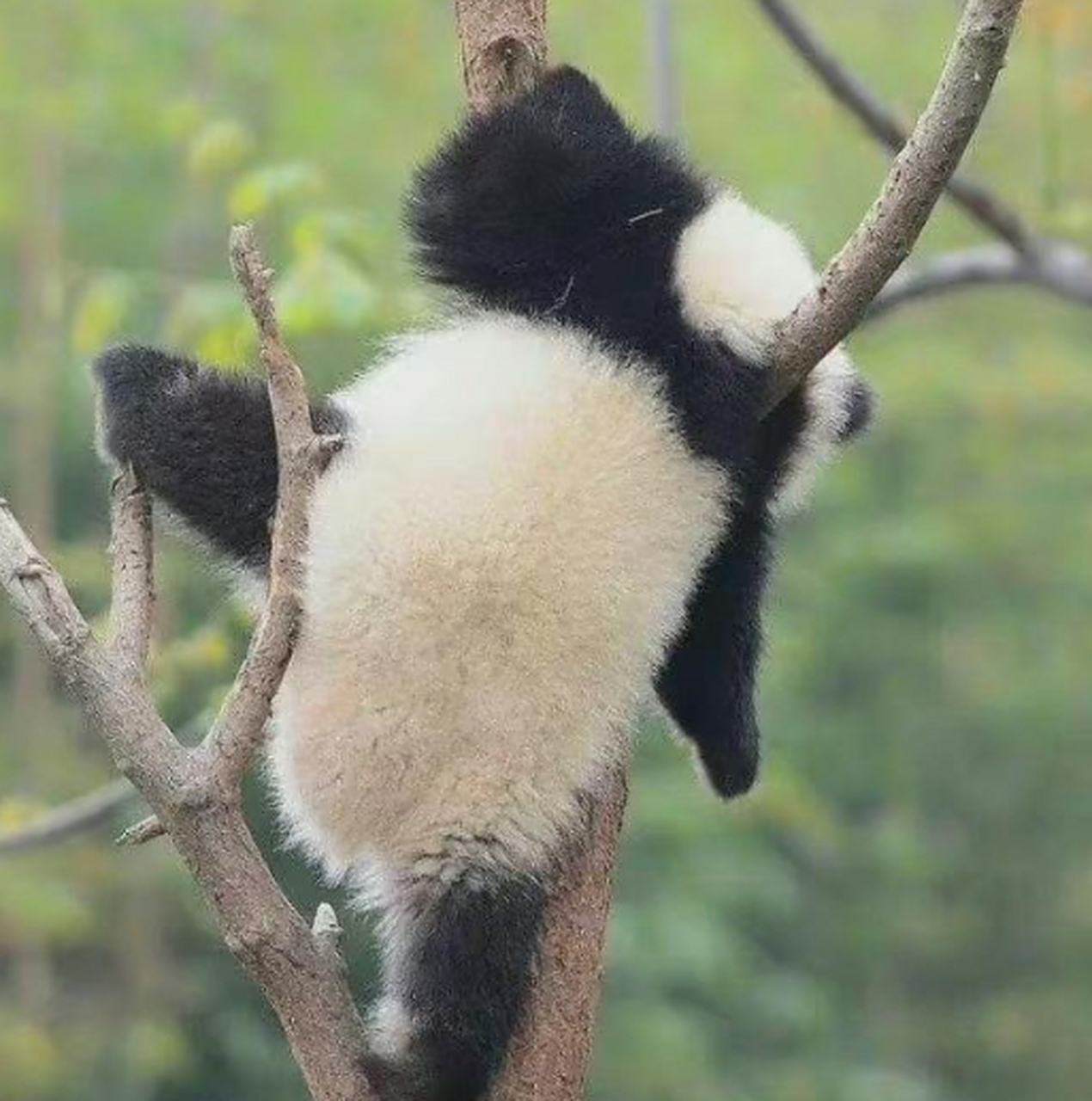 这是会爬树的大熊猫,请不要无视他