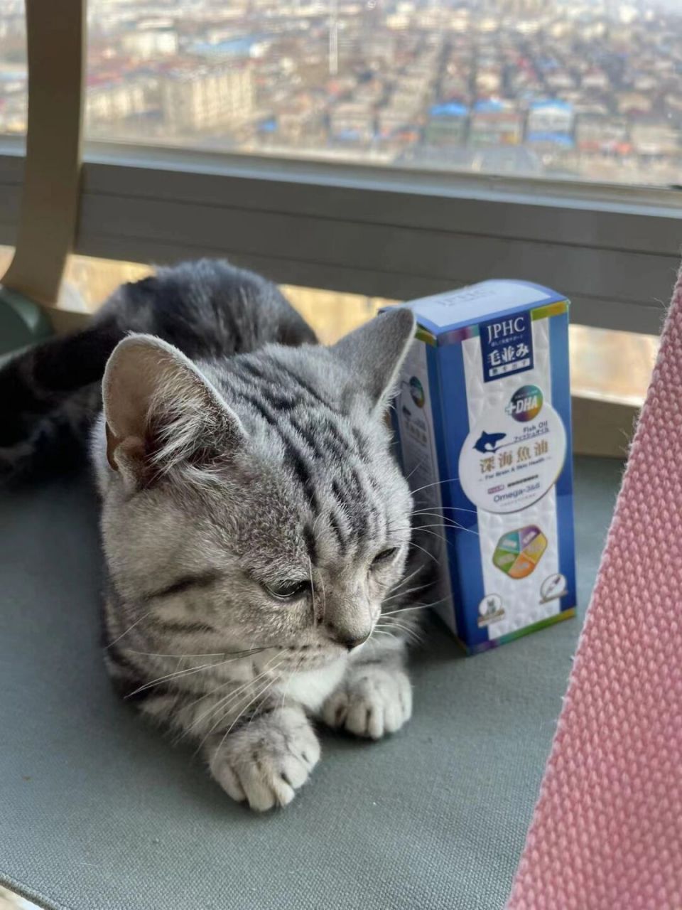 让我们一起数毛毛 没只猫都掉毛掉的也不多也就是一年365天掉366天吧