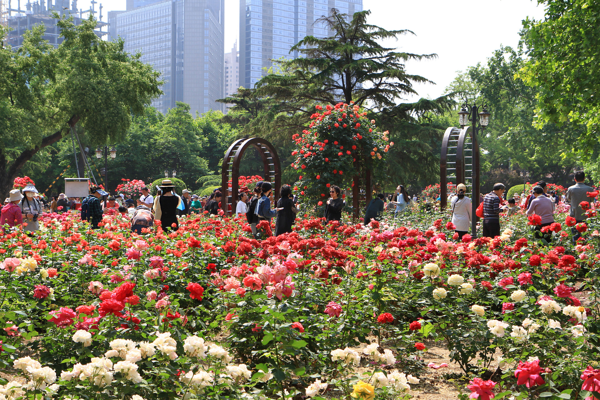 天津睦南公园月季花盛开时.