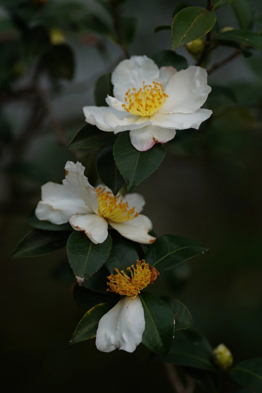 油茶花图片大全大图图片