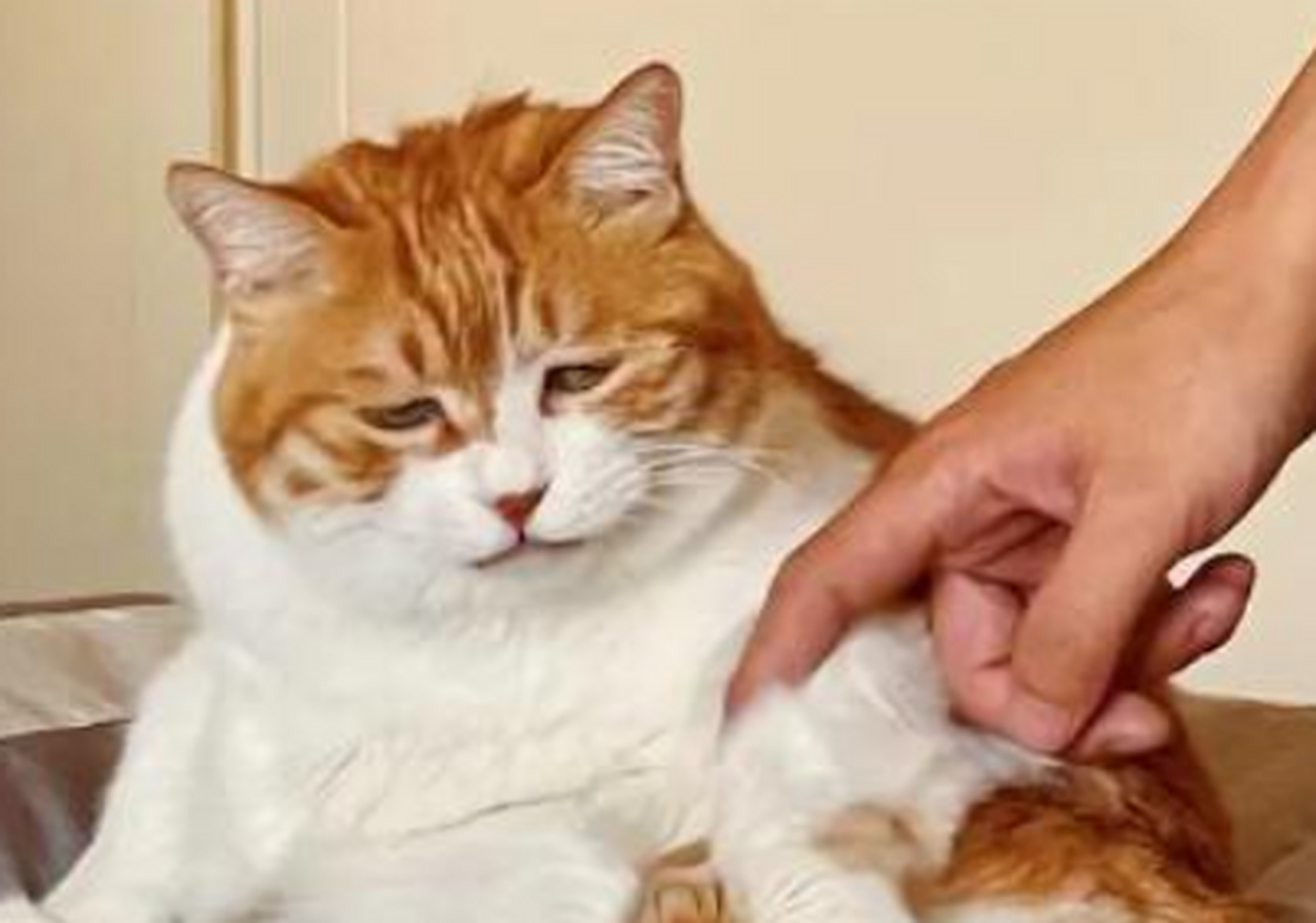 一副丧丧样子的大橘猫,配上一脸委屈的表情,它这是受了委屈吗?