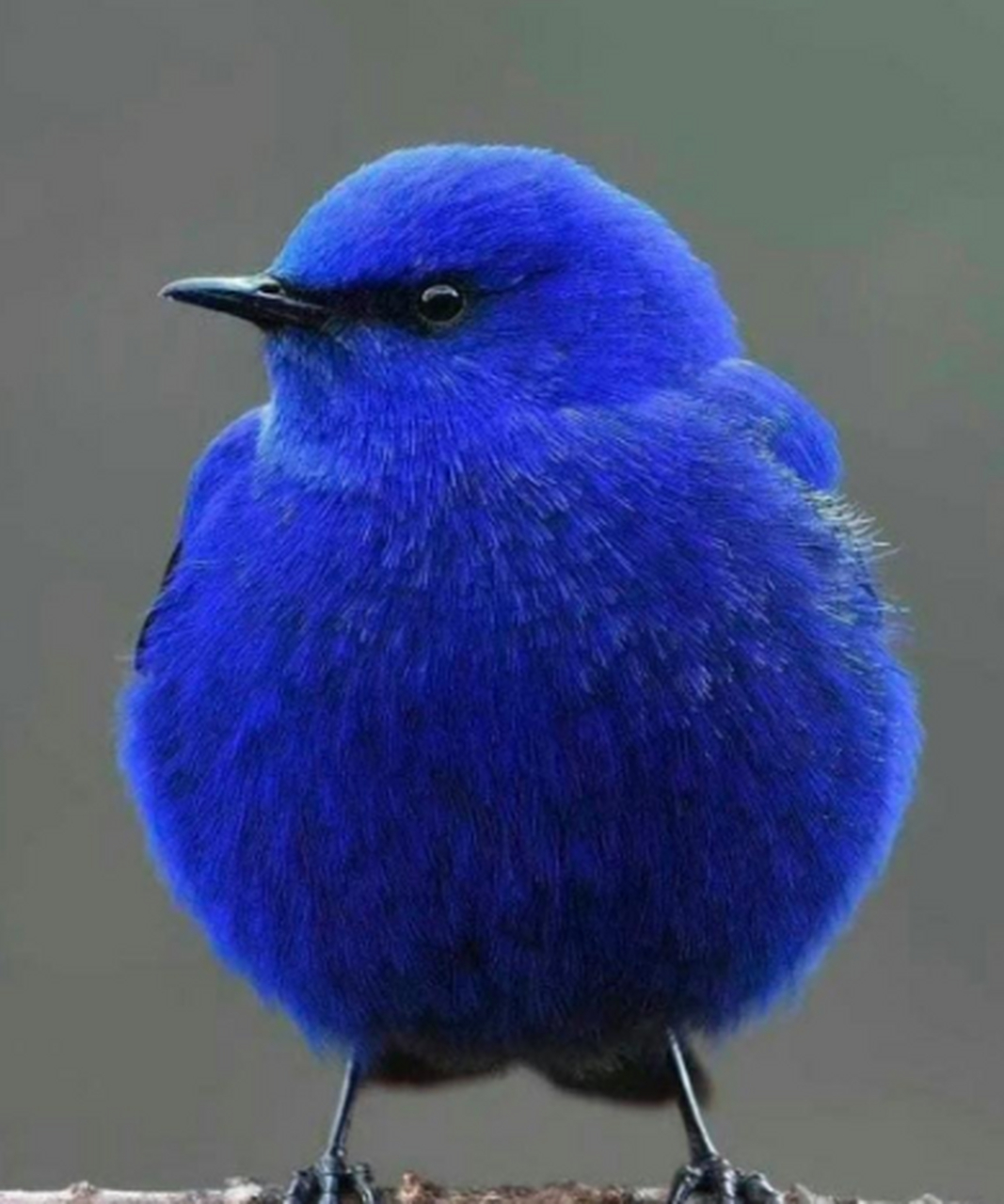 鸟类界的时尚,蓝色妖姬,这真漂亮[你懂的]