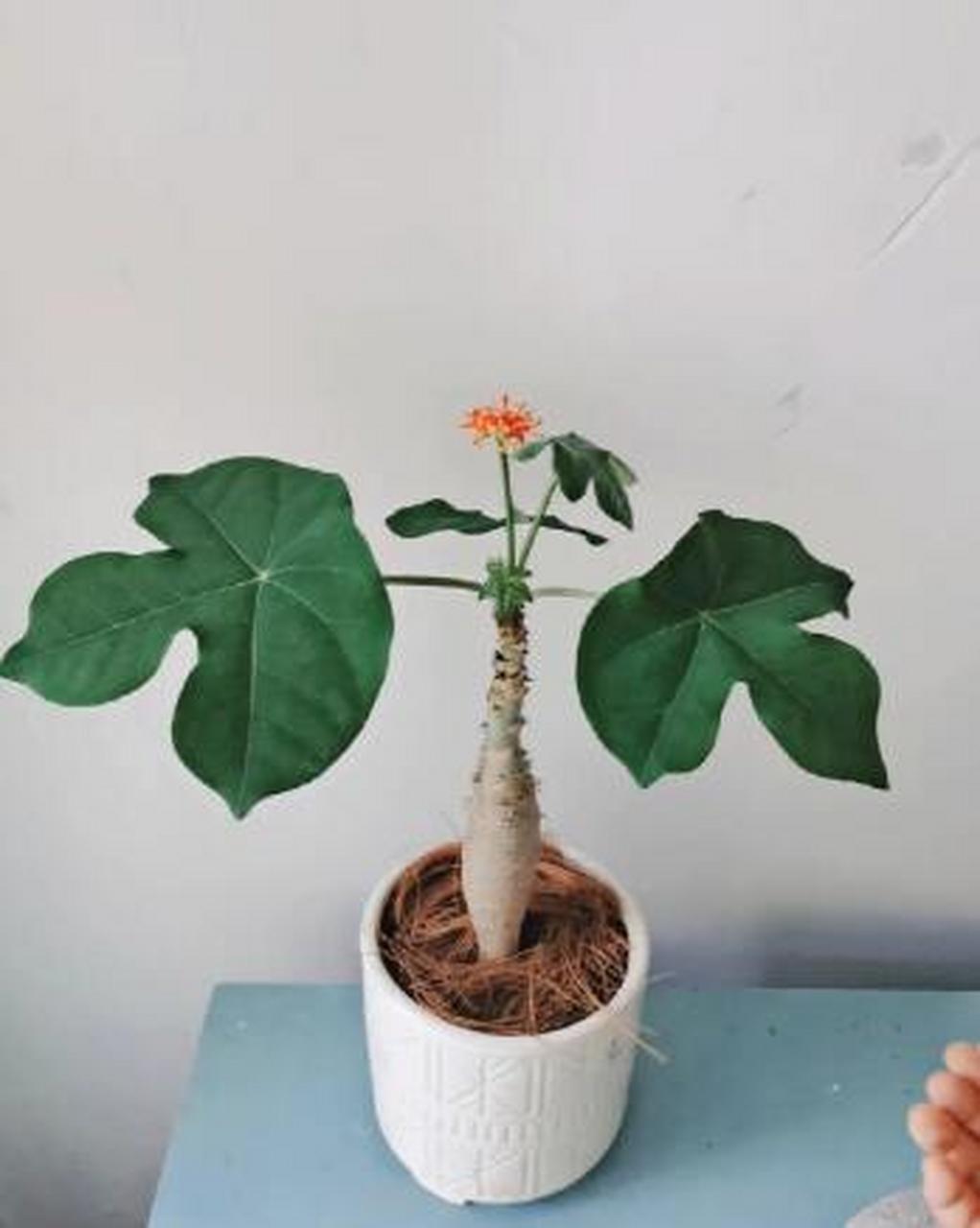 佛肚海棠有一个大肚子,开花的时候红红的像珊瑚一样,叶片长的非常大