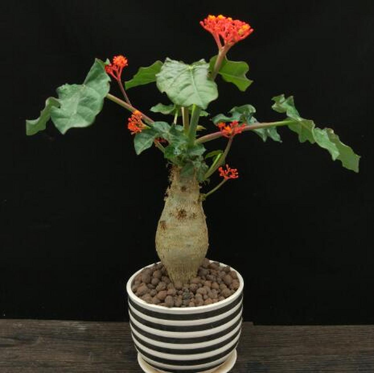 佛肚海棠有一个大肚子,开花的时候红红的像珊瑚一样,叶片长的非常大