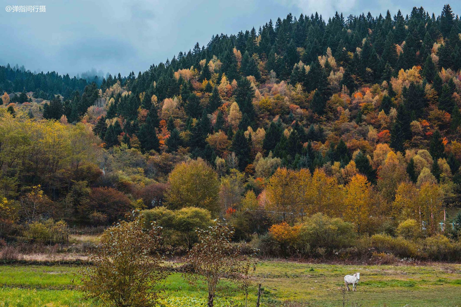 中查沟,九寨鲜有人知的"世外秘境" 与九寨沟仅一山之隔的中查沟,与大