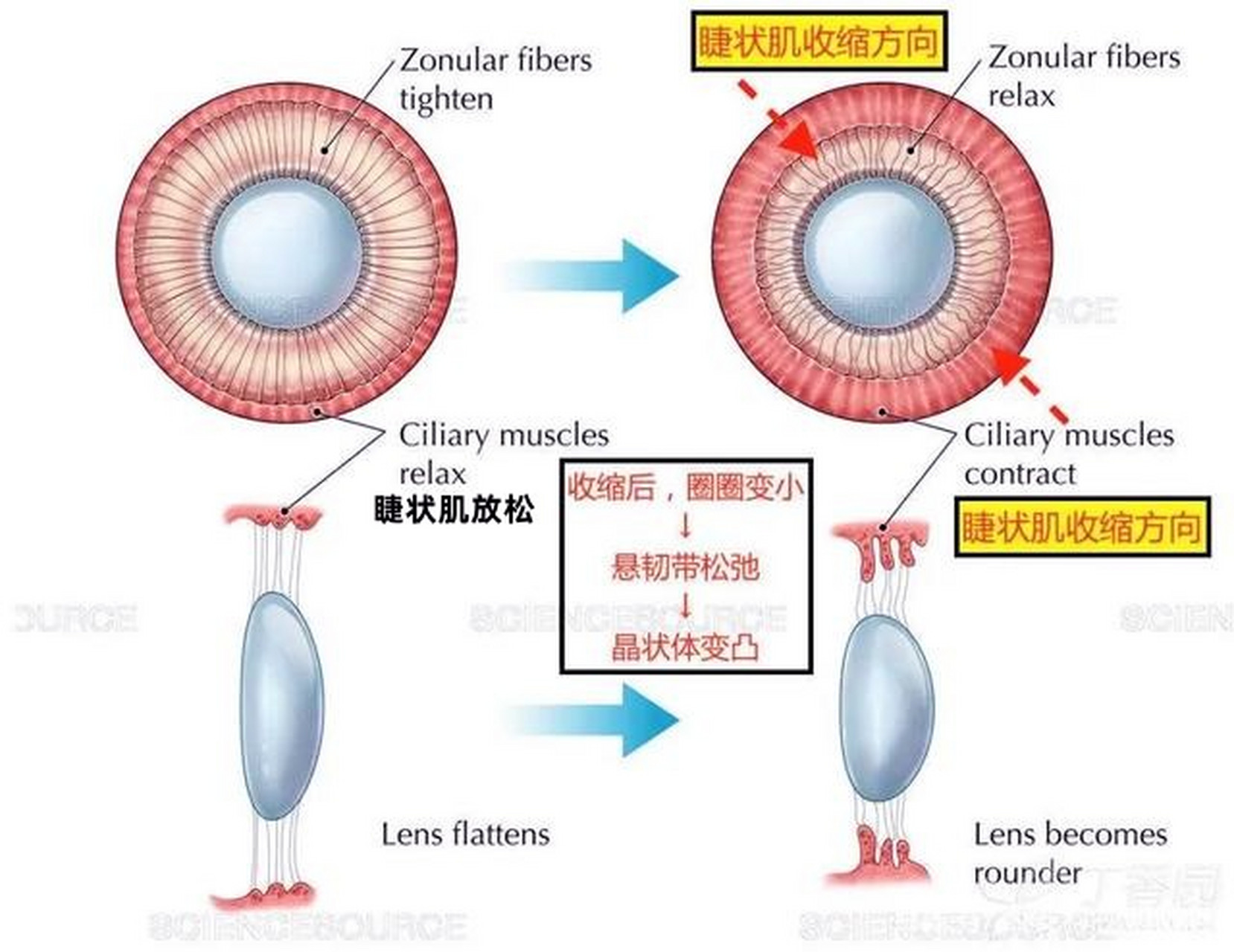 睫状肌"可是眼睛的股肱之臣,对眼睛的作用,犹如相机的调焦功能.