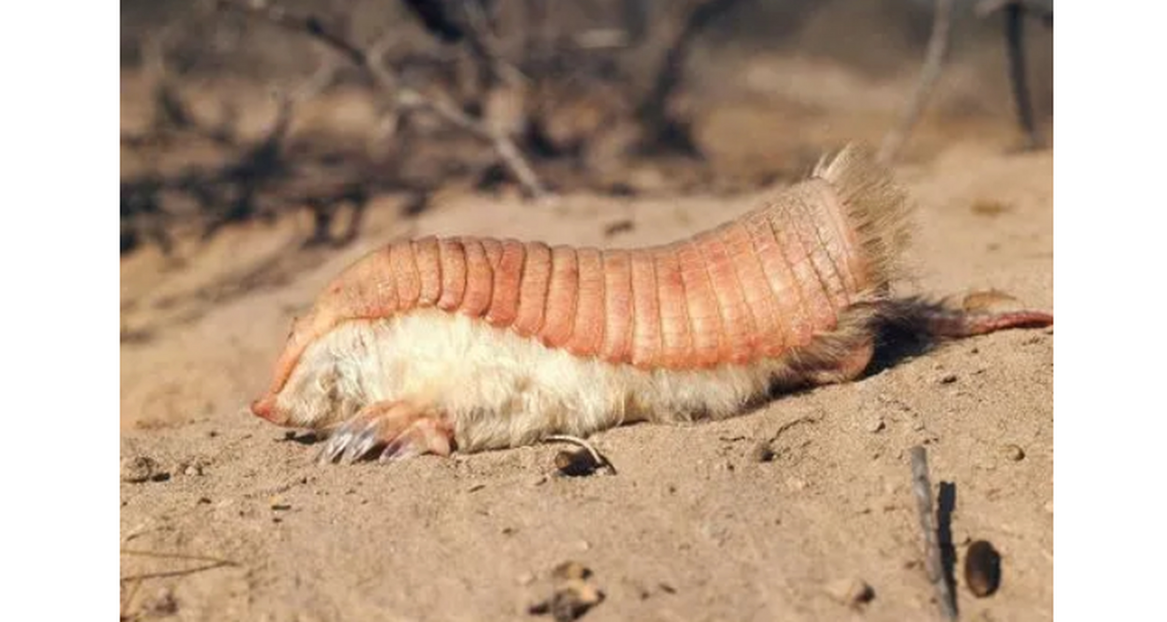 世界上最奇怪的动物 粉红犰狳.