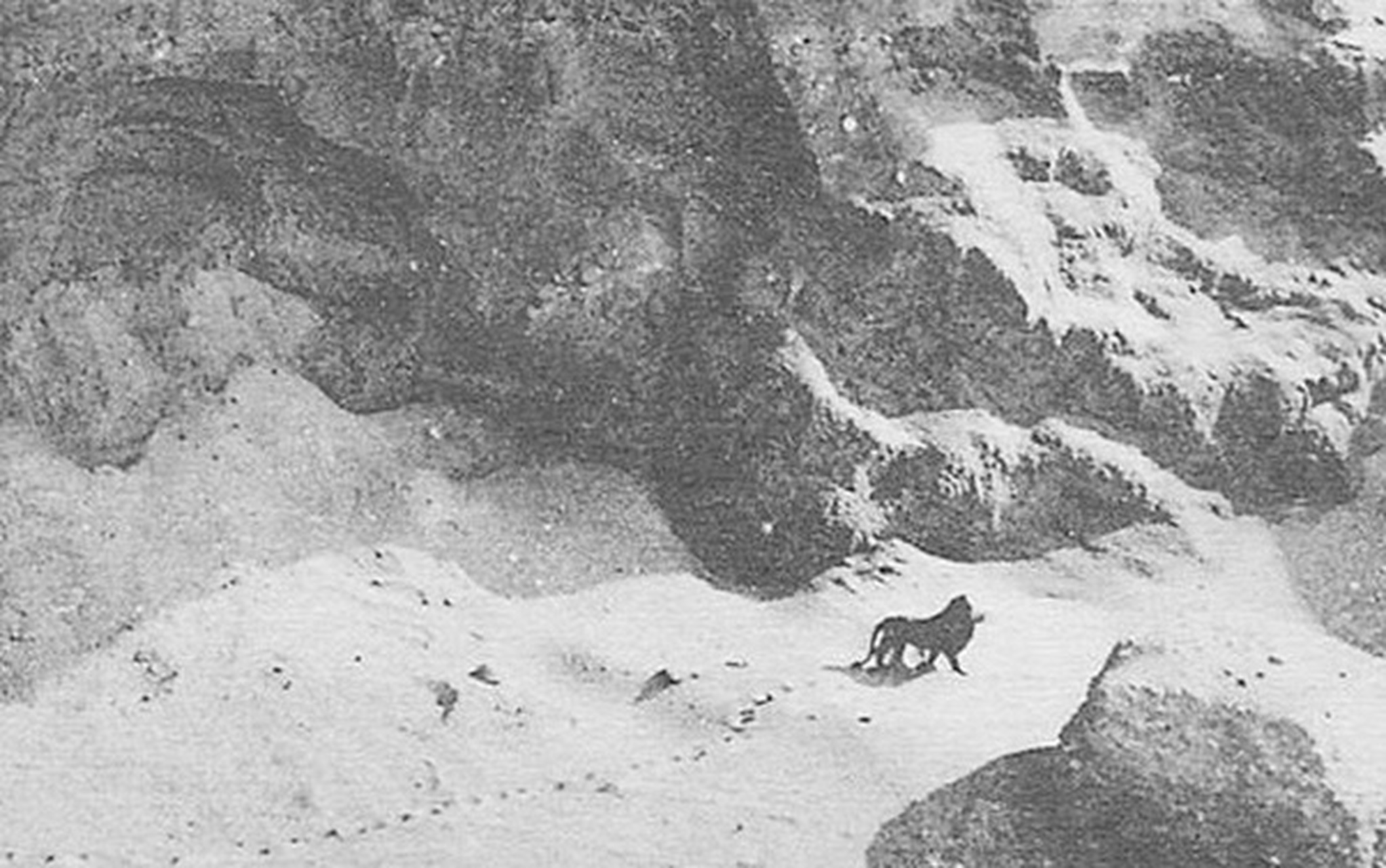 这张照片显示了1925年最后一次发现巴巴里狮的目击记录.