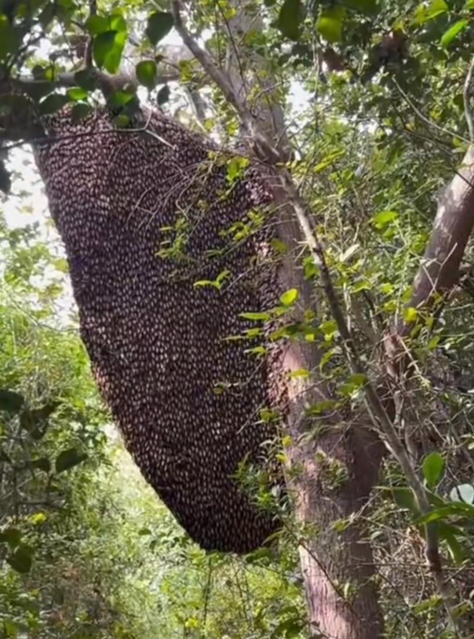 这个野生的蜜蜂,是我见过最多的了!