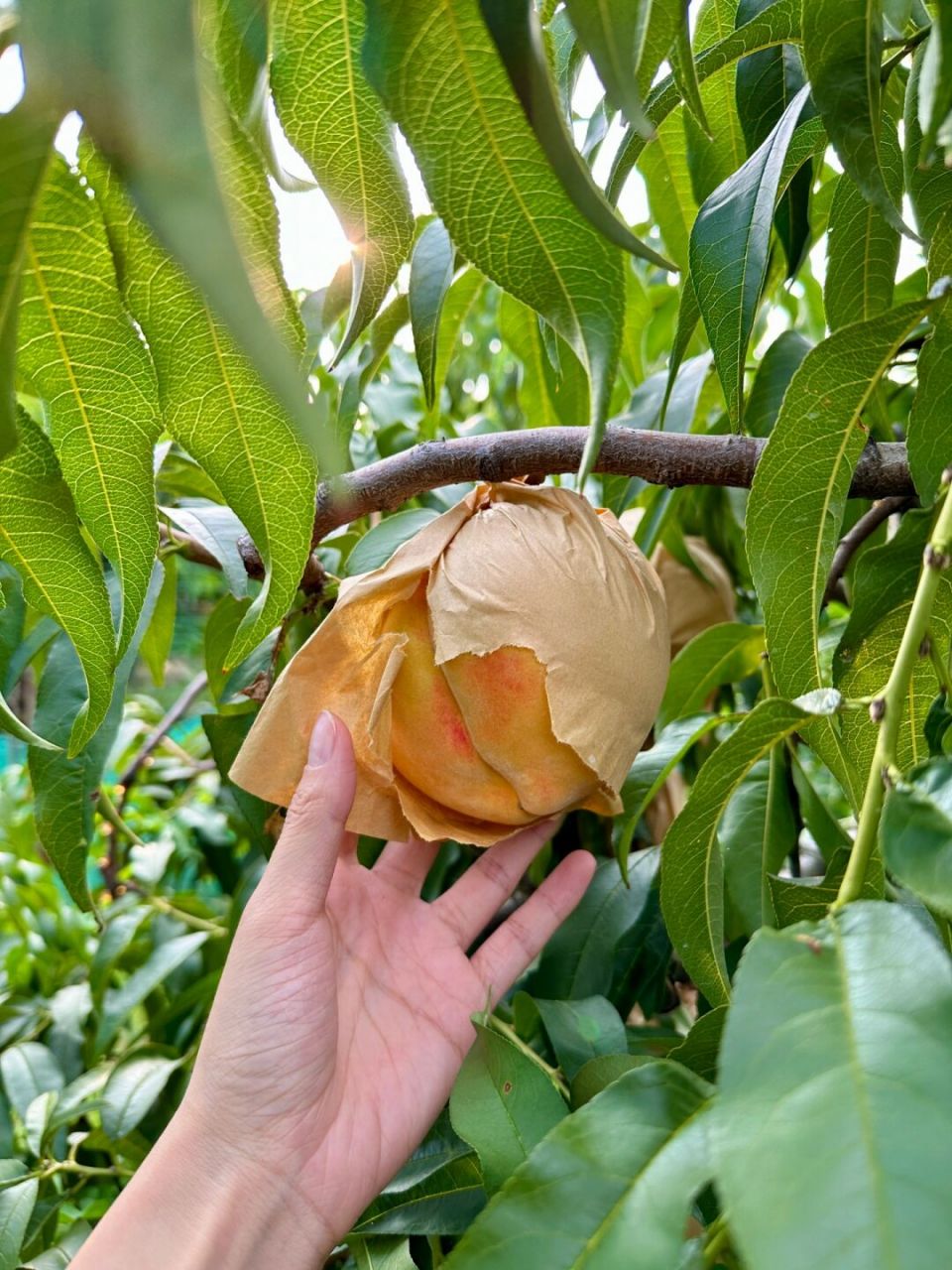 摘一筐快乐  摘一筐快乐" 好幸福 去镇湖采黄桃囖