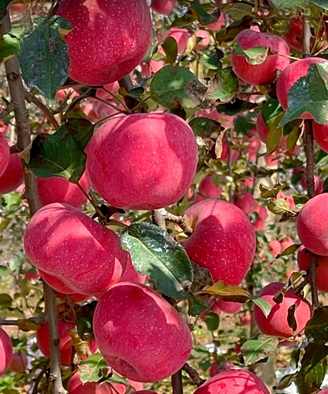 苹果现在不是都不长在树上了吗,还能食用吗?