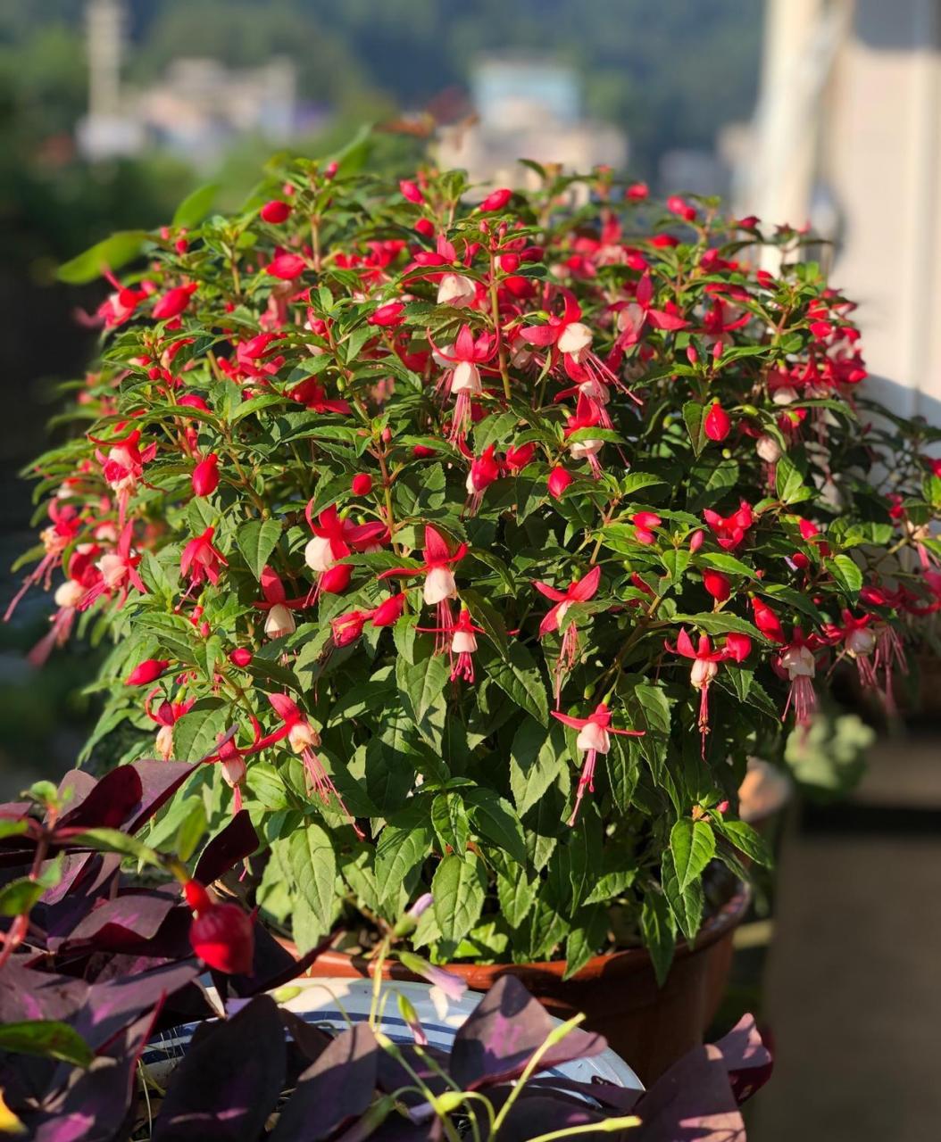 阳台还有地方,可以养盆"灯笼花"——这几年很火的网红盆栽花卉,属于