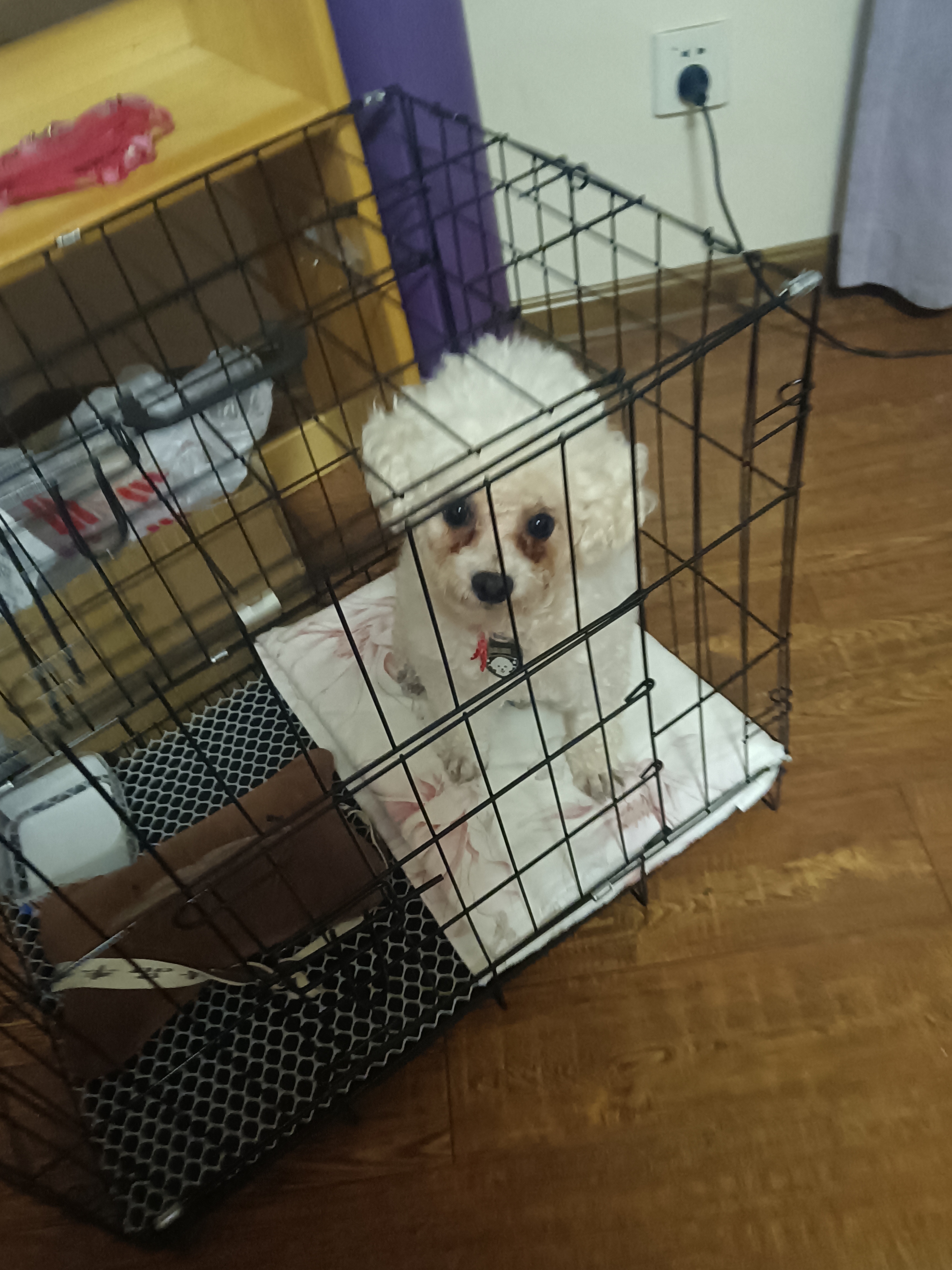 瑜伽老师那领来了一只老狗,说它是老狗已经8岁多了,它的名字叫"雪球"