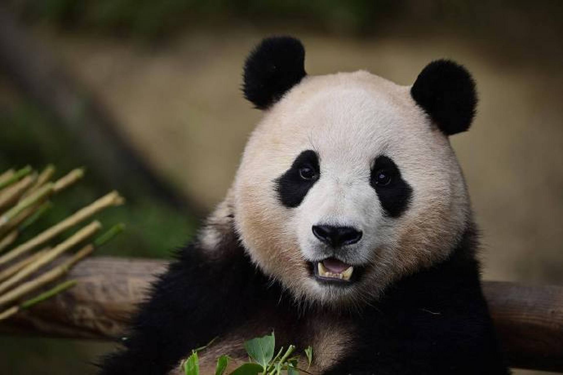 花臂熊猫斯德哥尔摩图片