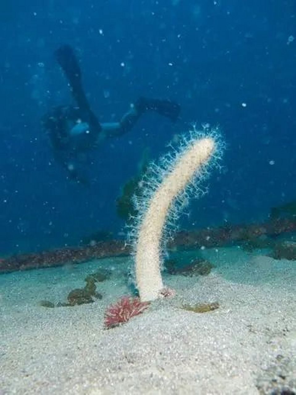 海中的仙人掌🌵仙气飘飘有木有 学名:海仙人掌 分布于我国黄海及