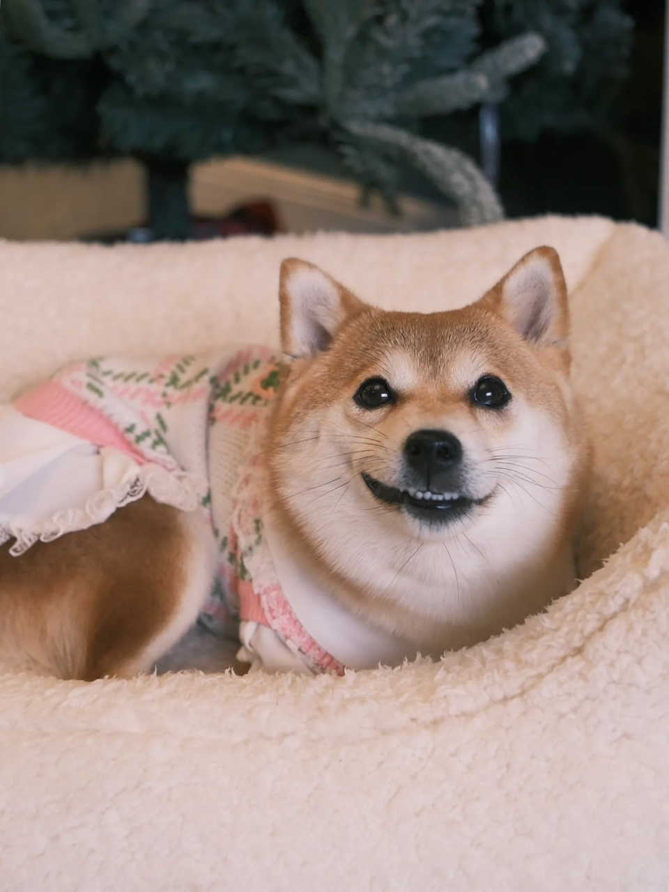 之处  天冷了给我家玩偶添衣衣啦94 恢复颜值的timi也太美了吧