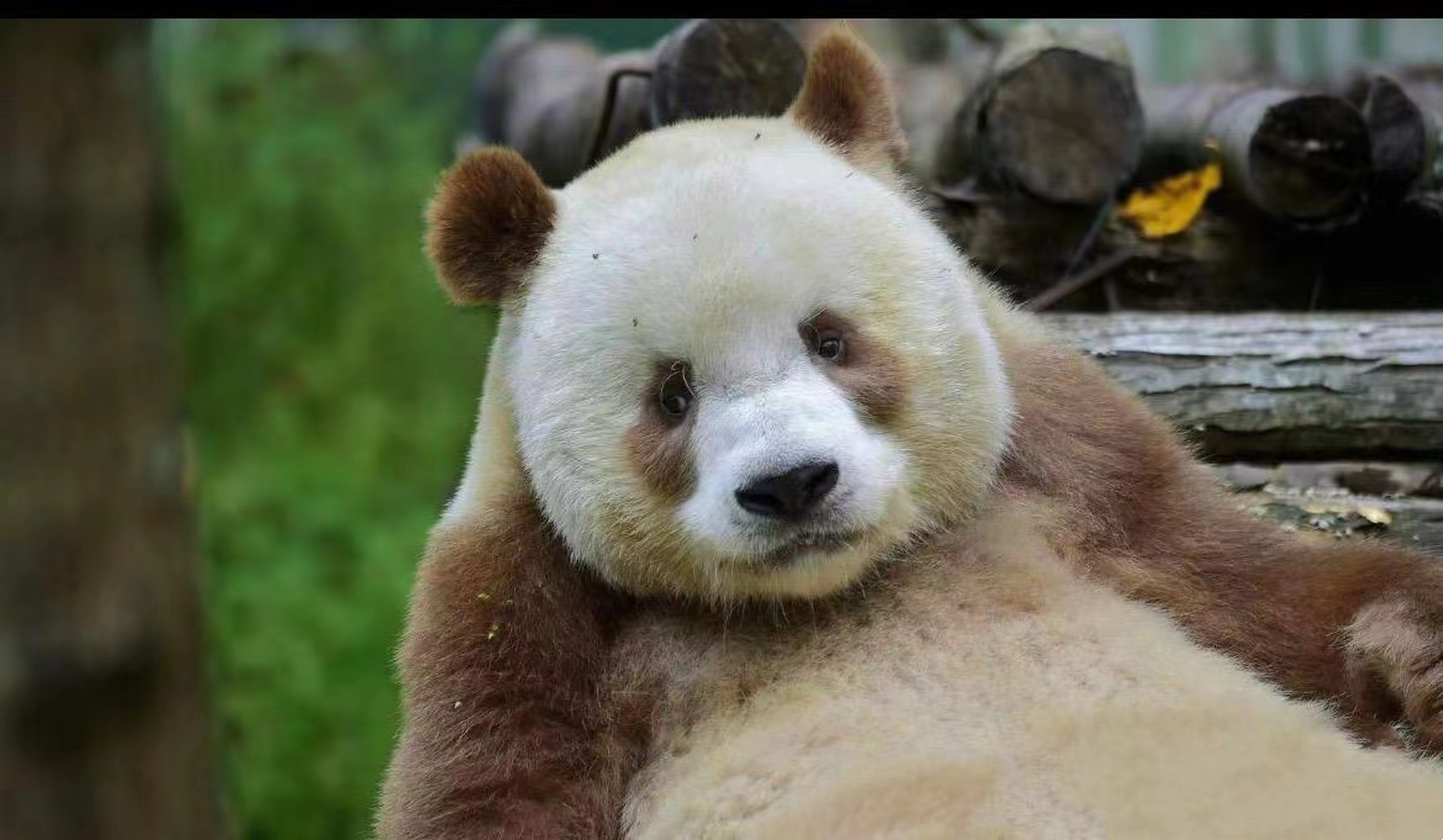 大熊猫七仔是一只非常可爱的大熊猫,它生活在中国四川省的成都大熊猫