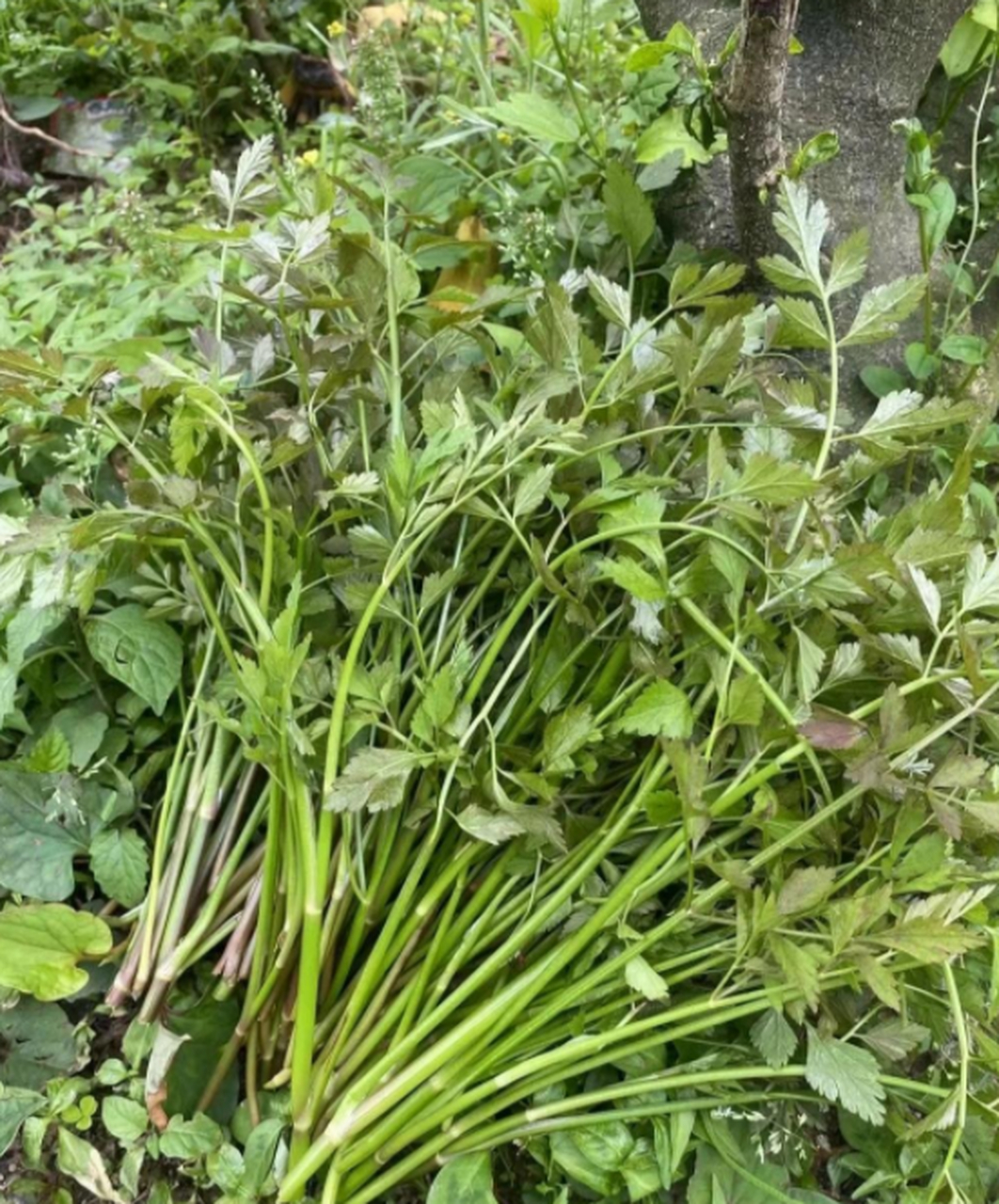 这野芹菜可以吃吗