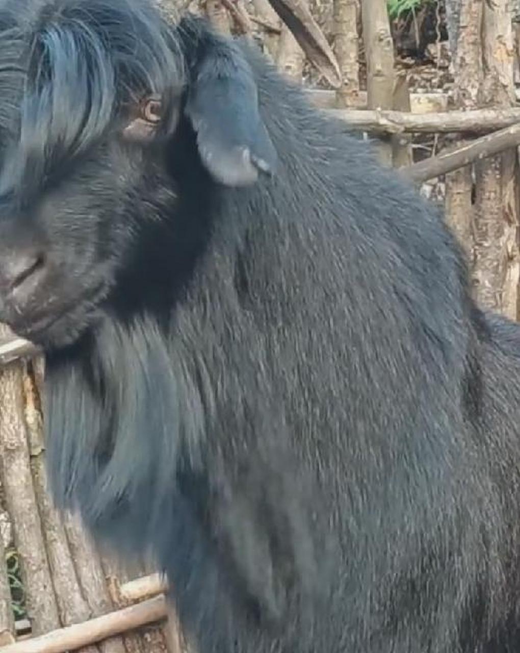 网友:羊:我看人从来都不会正眼看 #搞笑趣味图