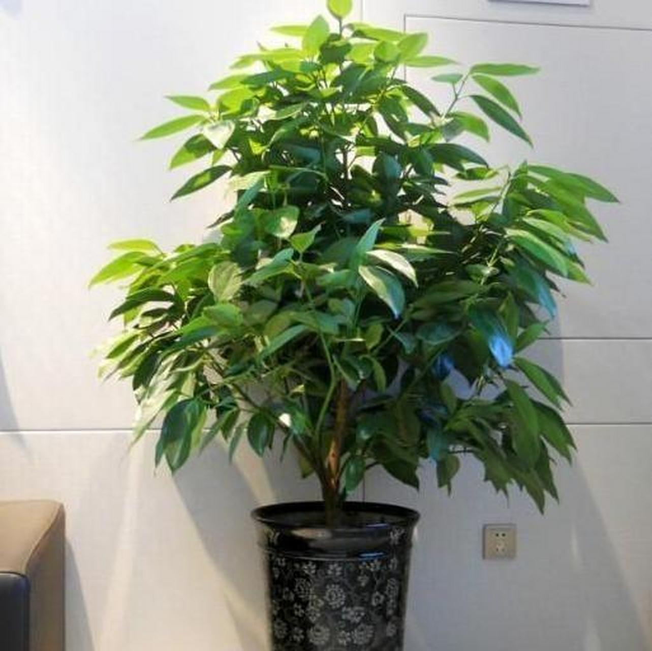 平安树寓意平安幸福,护宅吉祥 平安树寓意平安幸福