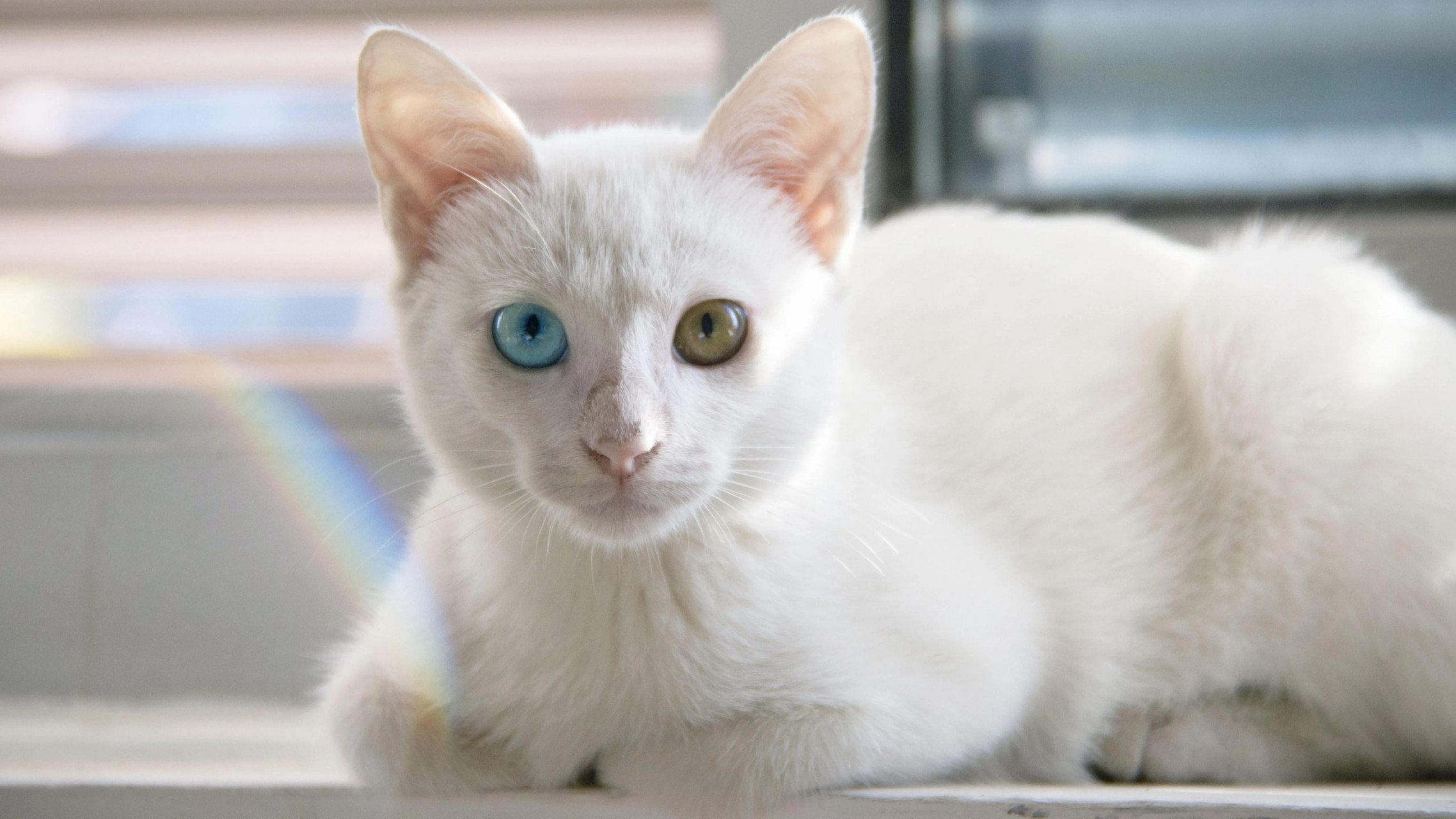 小猫咪,软软的毛 萌萌的脸,温柔的眼 你是我最爱的伴 陪我度过漫长的
