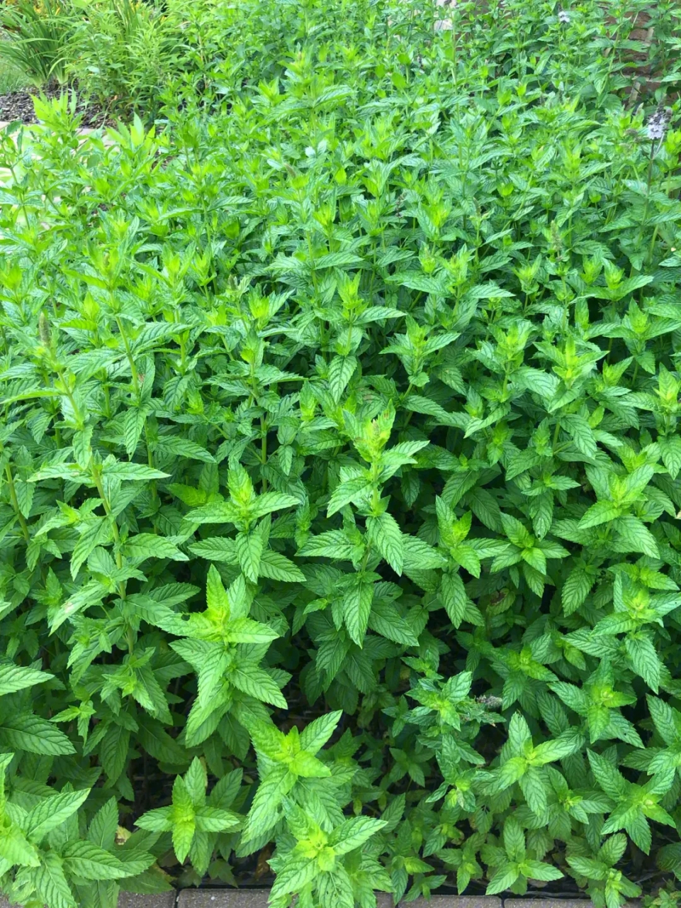 薄荷(学名:mentha)是一种广泛应用的草本植物,属于唇形科薄荷属.