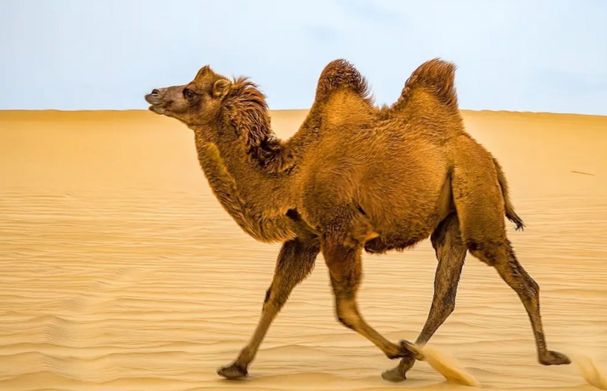 1959年,新疆一少年在沙漠中看到一只濒死的骆驼,他当即将自己仅剩不多